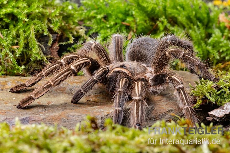 Gestreifte Guatemala-Vogelspinne, Aphonopelma Seemanni 4 Gestreifte Guatemala-Vogelspinne, Aphonopelma Seemanni – Bild 2