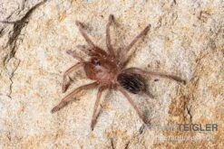 Gestreifte Guatemala-Vogelspinne, Aphonopelma Seemanni 7 Gestreifte Guatemala-Vogelspinne, Aphonopelma Seemanni -Heimtierbedarf Gestreifte Guatemala Vogelspinne Aphonopelma seemanni Spiderling