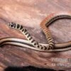 Gestreifte Sumpfschlange, Psammophis Praeornatus -Heimtierbedarf Gestreifte Sumpfschlange Psammophis praeornatus 1