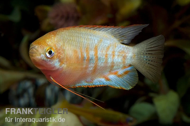 Gestreifter Fadenfisch, Colisa Fasciata 3 Gestreifter Fadenfisch, Colisa Fasciata