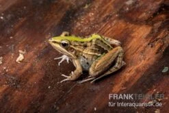 Gestreifter Grasfrosch, Ptychadena Porosissima 11 Gestreifter Grasfrosch, Ptychadena Porosissima -Heimtierbedarf Gestreifter Grasfrosch Ptychadena porosissima 3