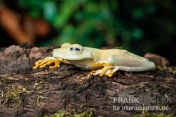 Gestreifter Laubfrosch, Hyla Crepitans