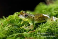 Getupfter Riedfrosch, Hyperolius Guttulatus -Heimtierbedarf Getupfter Riedfrosch Hyperolius guttulatus 3