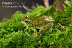 Getupfter Riedfrosch, Hyperolius Guttulatus -Heimtierbedarf Getupfter Riedfrosch Hyperolius guttulatus 4