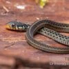 Gewöhnliche Strumpfbandnatter, Thamnophis Sirtalis -Heimtierbedarf Gewoehnliche Strumpfbandnatter Thamnophis sirtalis 1