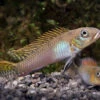 Glänzender Zwergbuntbarsch, Nanochromis Splendens, 1 Paar -Heimtierbedarf Glaenzender Zwergbuntbarsch Nanochromis splendens 1