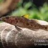 Towuti-Gelbflossengrundel, Glossogobius Flavipinnis -Heimtierbedarf Glossogobius flavipinnis
