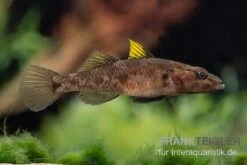 Towuti-Gelbflossengrundel, Glossogobius Flavipinnis -Heimtierbedarf Glossogobius flavipinnis 5