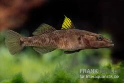Towuti-Gelbflossengrundel, Glossogobius Flavipinnis -Heimtierbedarf Glossogobius flavipinnis 6