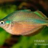 Dorityi-Regenbogenfisch, Glossolepis Dorityi, 5 Tiere -Heimtierbedarf Glossolepis dorityi 14