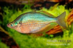 Dorityi-Regenbogenfisch, Glossolepis Dorityi, 5 Tiere -Heimtierbedarf Glossolepis dorityi 7