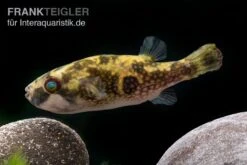 Glühaugen-Kugelfisch, Tetraodon Cutcutia -Heimtierbedarf Gluehaugen Kugelfisch Tetraodon cutcutia 2