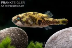 Glühaugen-Kugelfisch, Tetraodon Cutcutia -Heimtierbedarf Gluehaugen Kugelfisch Tetraodon cutcutia 3
