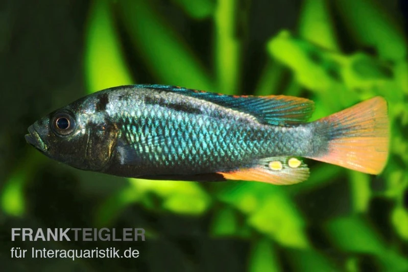 Glühkohlenmaulbrüter, Astatotilapia Nubila 3 Glühkohlenmaulbrüter, Astatotilapia Nubila
