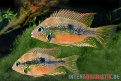 Goldbuntbarsch, Thorichthys Aureus 9 Goldbuntbarsch, Thorichthys Aureus -Heimtierbedarf Goldbuntbarsch Thorichthys aureus Schaefer