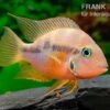 Goldbuntbarsch, Thorichthys Aureus -Heimtierbedarf Goldbuntbarsch Thorichthys aureus neu 1
