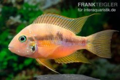 Goldbuntbarsch, Thorichthys Aureus 8 Goldbuntbarsch, Thorichthys Aureus -Heimtierbedarf Goldbuntbarsch Thorichthys aureus neu 3