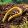 Golden-Cave-Tausendfüßer, Spiroboulus Sp. “Golden Cave” -Heimtierbedarf Golden Cave Tausendfuesser Spirobolus sp Golden Cave 1