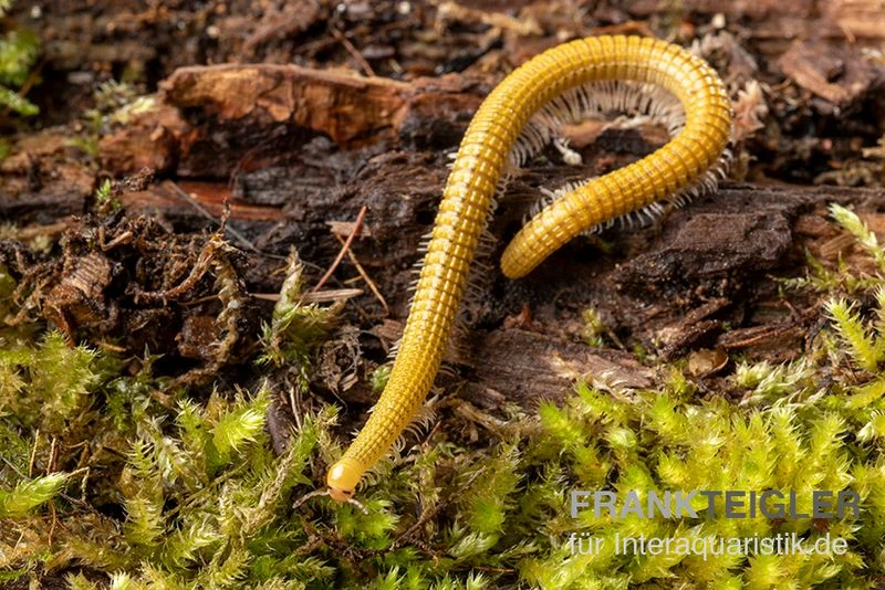 Golden-Cave-Tausendfüßer, Spiroboulus Sp. “Golden Cave” 4 Golden-Cave-Tausendfüßer, Spiroboulus Sp. “Golden Cave” – Bild 2