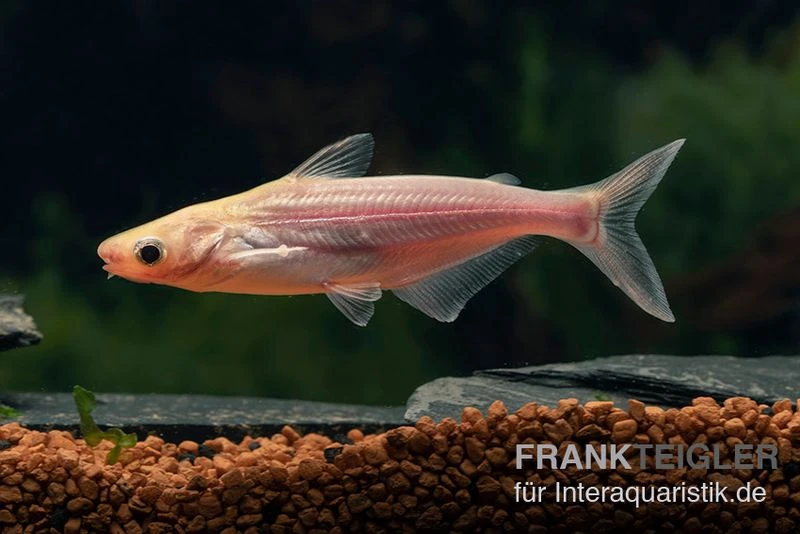 Haiwels Gold, Pangasius Sutchi 4 Haiwels Gold, Pangasius Sutchi – Bild 2