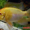 Goldener Rotkopf-Schmetterlingsbuntbarsch, Mikrogeophagus Ramirezi, -Heimtierbedarf Goldener Rotkopf Schmetterlingsbuntbarsch Mikrogeophagus ramirezi paarweise 1