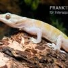Goldgecko, Gekko Ulikovskii -Heimtierbedarf Goldgecko Gekko ulikovskii 1