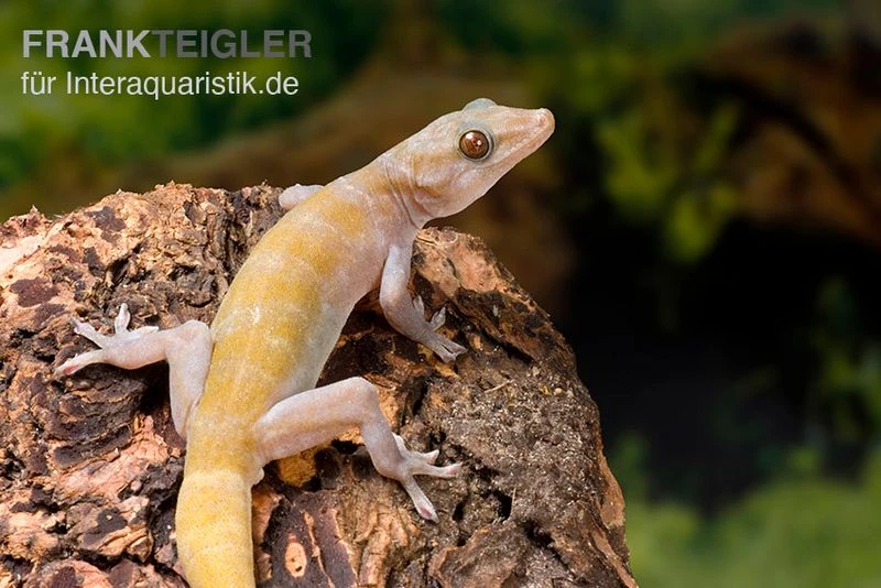 Goldgecko, Gekko Ulikovskii 4 Goldgecko, Gekko Ulikovskii – Bild 2