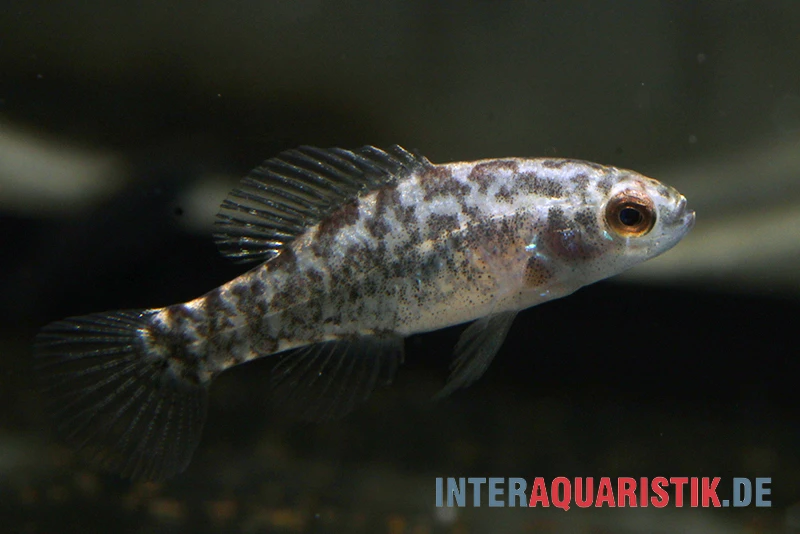 Golfküsten-Zwergschwarzbarsch, Elassoma Gilberti 4 Golfküsten-Zwergschwarzbarsch, Elassoma Gilberti – Bild 2