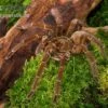 Goliath-Vogelspinne, Theraphosa Stirmi 1 Goliath-Vogelspinne, Theraphosa Stirmi -Heimtierbedarf Goliath Vogelspinne Theraphosa stirmi