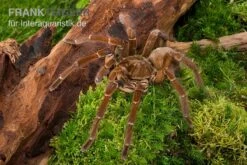 Goliath-Vogelspinne, Theraphosa Stirmi