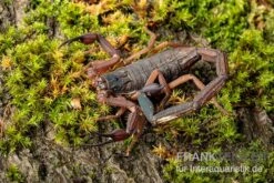 Gracilis-Skorpion, Centruroides Gracilis -Heimtierbedarf Gracilis Skorpion Centruroides gracilis 1