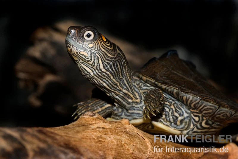 Mississippi Höckerschildkröte, Graptemys Kohnii FZ 4 Mississippi Höckerschildkröte, Graptemys Kohnii FZ – Bild 2