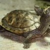 Mississippi Höckerschildkröte, Graptemys Kohnii FZ -Heimtierbedarf Graptemys pseudogeographica kohnii