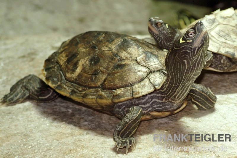 Mississippi Höckerschildkröte, Graptemys Kohnii FZ 3 Mississippi Höckerschildkröte, Graptemys Kohnii FZ