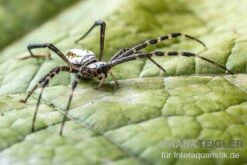 Grass Cross Spider, Argiope Catenulata (Wespenspinne) -Heimtierbedarf Grass Cross Spider Argiope catenulata 03