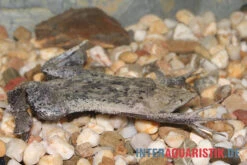 Große Wabenkröte, Pipa Pipa -Heimtierbedarf Grosse Wabenkroete Pipa pipa 3