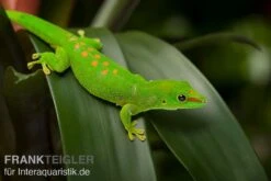 Grosser Madagaskar Taggecko, Phelsuma Mad. Grandis DNZ -Heimtierbedarf Grosser Madagaskar Taggecko Phelsuma madagacariensis grandis 3
