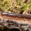 Grün Gestreifter Rotfuß-Milipede, Spirostreptus Sp. Red Legged Nigeria -Heimtierbedarf Gruen gestreifter Rotfuss Milipede Spirostreptus sp Red Legged Nigeria 2