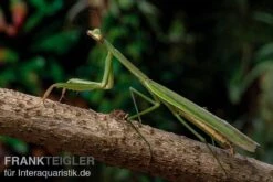 Grüne Fangheuschrecke, Green Mantis, Hierodula Patellifera -Heimtierbedarf Gruene Fangheuschrecke Green Mantis Hierodula patellifera 4 jpg