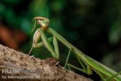 Grüne Fangheuschrecke, Green Mantis, Hierodula Patellifera -Heimtierbedarf Gruene Fangheuschrecke Green Mantis Hierodula patellifera 5 jpg