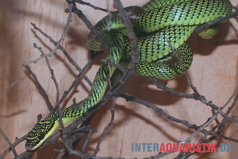 Grüne Schmuckbaumnatter, Chrysopelea Ornata 3 Grüne Schmuckbaumnatter, Chrysopelea Ornata