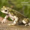 Grüne Zwergkröte, Bufo Debilis -Heimtierbedarf Gruene Zwergkroete Bufo debilis 1