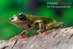 Grüner Riedfrosch, Hyperolius Fusciventris -Heimtierbedarf Gruener Riedfrosch Hyperolius fusciventris 3