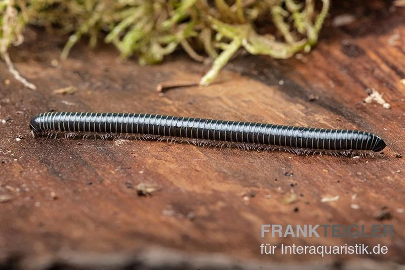 Grüner Tausendfüßer, Spirobolus Sp. "Green" 4 Grüner Tausendfüßer, Spirobolus Sp. "Green" – Bild 2