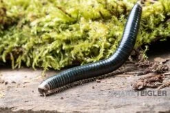 Grüngelber Tausendfüßer, Aulacobolus Sp. „Green-Yellow“ -Heimtierbedarf Gruengelber Tausendfuesser Aulacobolus sp Green Yellow 3