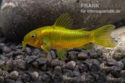 Grüngestreifter Panzerwels, Corydoras Venazuelanus "Green Stripe" CW09 -Heimtierbedarf Gruengestreifter Panzerwels Corydoras venazuelanus Green stripe 2