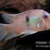 Dacrya-Sattelfleckenbuntbarsch, Guianacara Dacrya / Geophagus Dacrya -Heimtierbedarf Guianacara dacrya 1