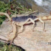 Haariger Wüstenskorpion, Hadrurus Arizonensis -Heimtierbedarf Haariger Wuestenskorpion Hadrurus arizonensis 1