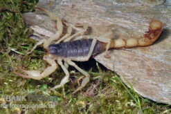 Haariger Wüstenskorpion, Hadrurus Arizonensis -Heimtierbedarf Haariger Wuestenskorpion Hadrurus arizonensis 2