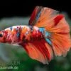 Halfmoon Kampffisch Koi Männchen, Betta Halfmoon Koi -Heimtierbedarf Halfmoon Kampffisch Koi Betta Halfmoon Koi 1